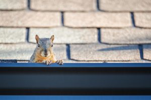 Squirrel Peeking out From Roof in Gutter - K-Guard St. Louis